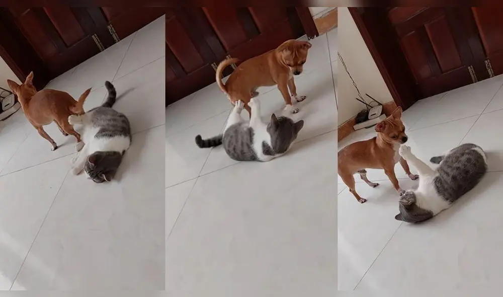 El gatito estuvo echado durante toda la disputa que tuvo con el perrito. Foto: captura de YouTube El gatito estuvo echado durante toda la disputa que tuvo con el perrito. Foto: captura de YouTube