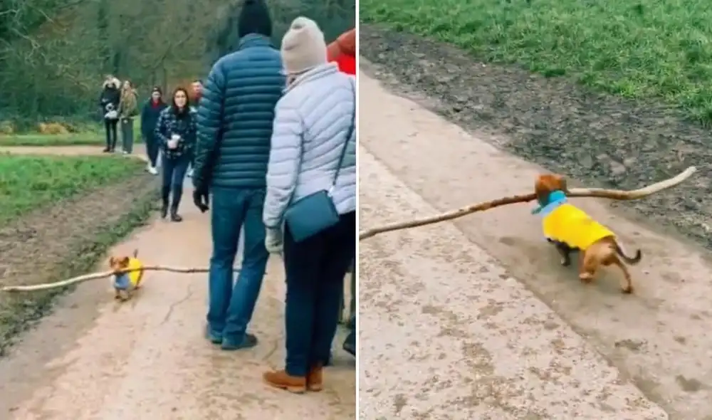 La viral escena protagonizada por el perrito logró obtener miles de reacciones y fue compartida por los usuarios en diferentes redes sociales. Foto: captura de TikTok