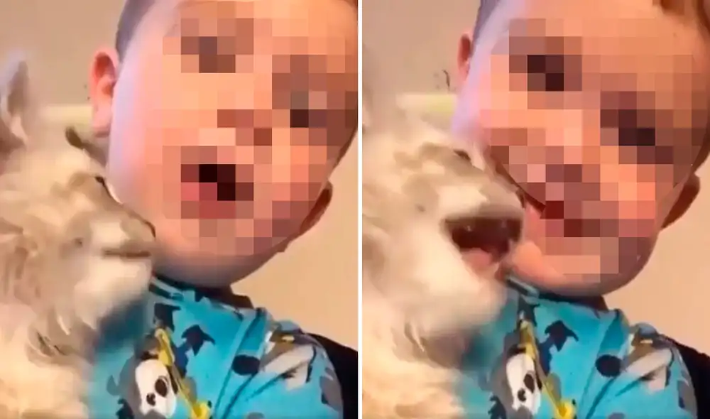 Una madre fue testigo de la tierna escena entre su menor hijo junto a su diminuta mascota, donde demostraron su relación especial. Foto: captura de YouTube
