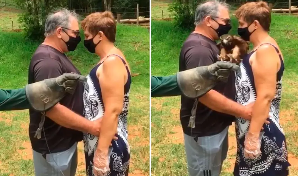Una pareja permaneció unida por varios minutos, mientras esperaban a que el ave cumpliera con su objetivo. Foto: captura de YouTube Una pareja permaneció unida por varios minutos, mientras esperaban a que el ave cumpliera con su objetivo. Foto: captura de YouTube