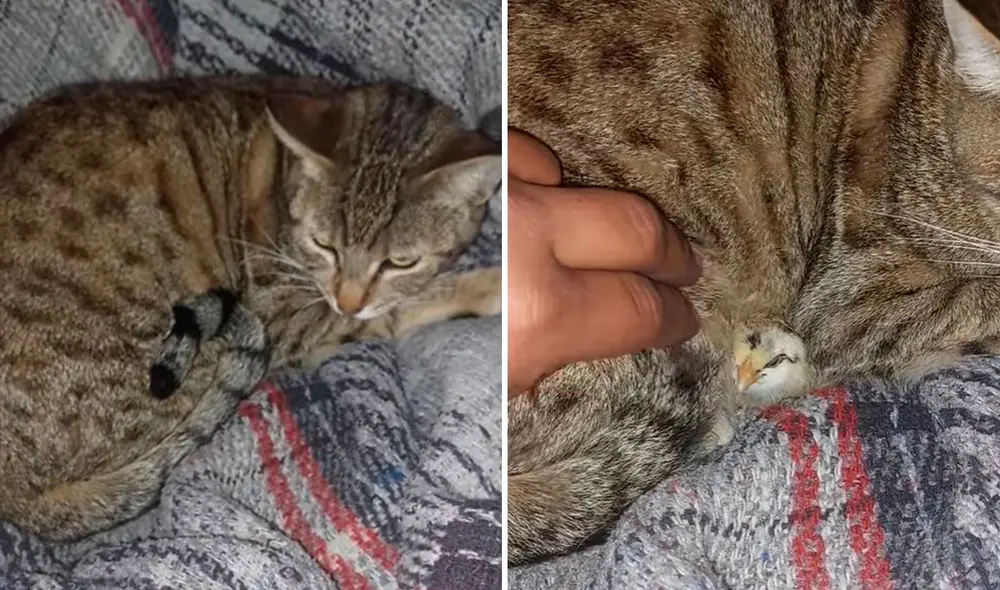 Una mujer no permitió que su querida mascota le hiciera daño a un indefenso animal, por ello, lo acogió en su casa para que sea su ‘nuevo hermano’. Foto: captura de Facebook