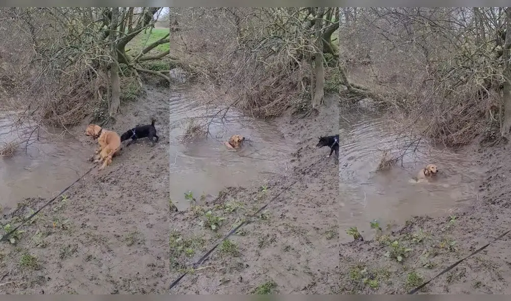El cachorro de color negro no quiso entrar al río. Foto: captura de YouTube
