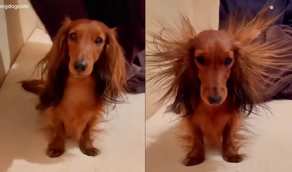 El video viral cuenta con más de 675.000 visualizaciones. Foto: captura de TikTok El video viral cuenta con más de 675.000 visualizaciones. Foto: captura de TikTok