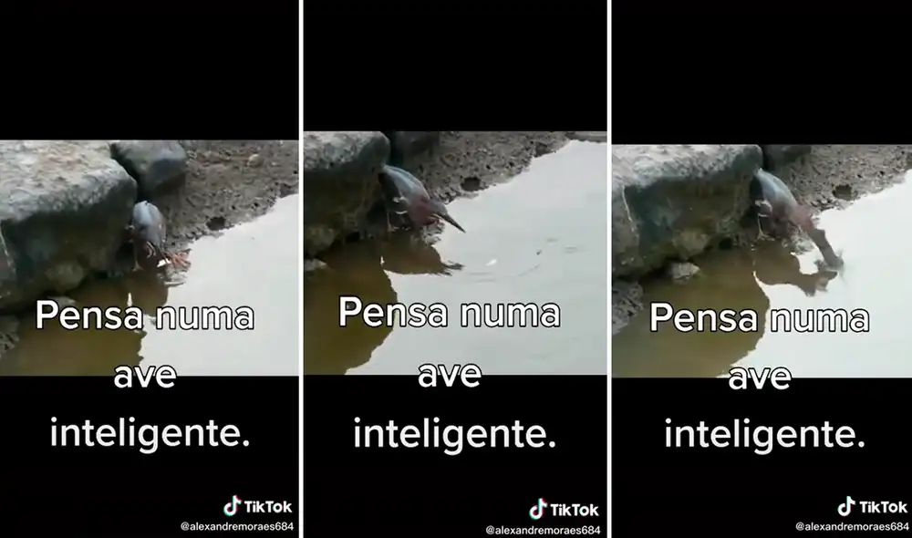 El astuto pájaro utilizaba su comida como carnada para atrapar con su enorme pico a los peces que se acercaban. Foto: captura de TikTok El astuto pájaro utilizaba su comida como carnada para atrapar con su enorme pico a los peces que se acercaban. Foto: captura de TikTok