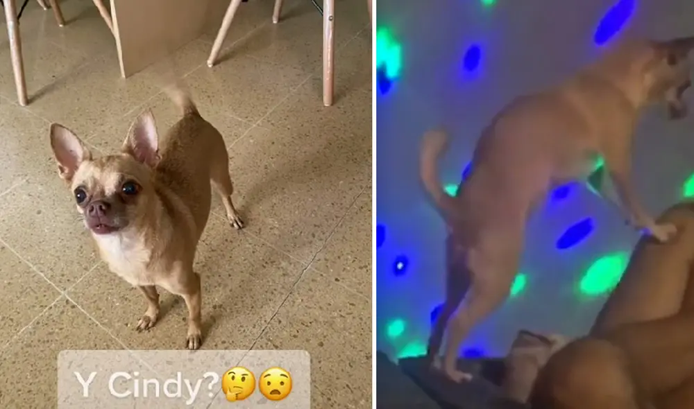 El clip viral consiguió más de 203.000 reproducciones en la red social. Foto: captura de TikTok