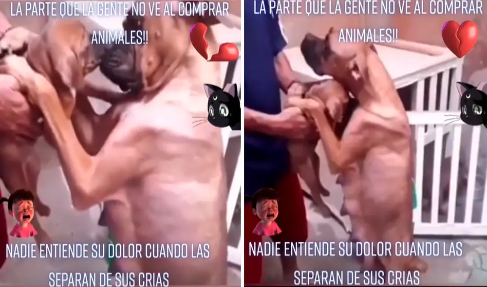 Las imágenes de la madre perruna abrazando a su cachorro conmovió a los usuarios en redes sociales. Foto: captura de TikTok