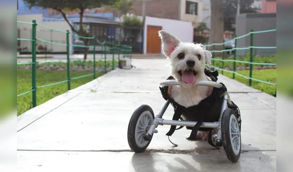 Rayito cumple 5 años. Foto: Fundación Rayito