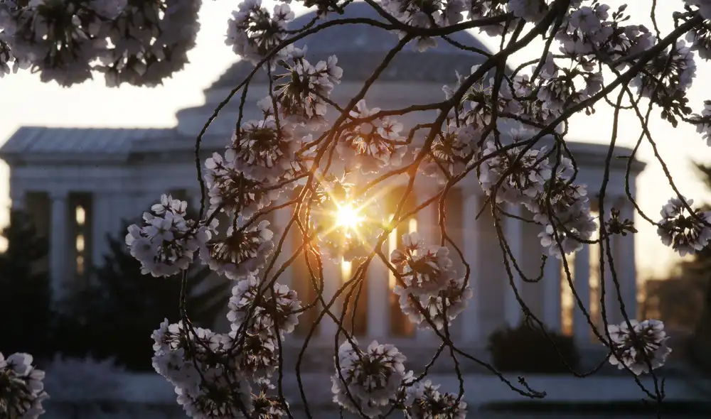 El Festival Nacional de los Cerezos en Flor se celebra durante 4 semanas en Washington D.C. Foto: AFP El Festival Nacional de los Cerezos en Flor se celebra durante 4 semanas en Washington D.C. Foto: AFP