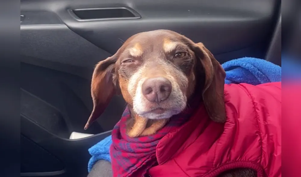 La grabación consiguió más de 10.000 reacciones en la red social. Foto: captura de Facebook La grabación consiguió más de 10.000 reacciones en la red social. Foto: captura de Facebook