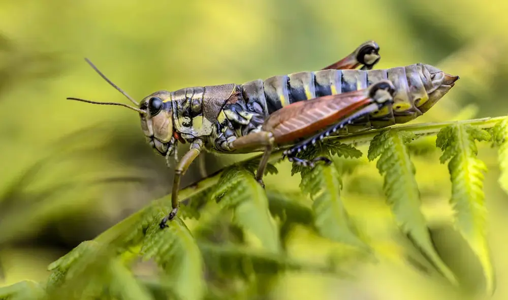 Existen distintos significados de los sueños en donde aparece uno o más grillos. Foto: atlasanimal Existen distintos significados de los sueños en donde aparece uno o más grillos. Foto: atlasanimal