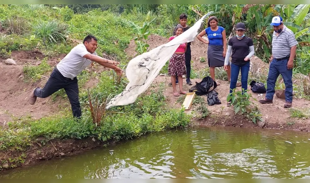 Comuneros esperan cosechar 12 toneladas de tilapias en piscigranjas instaladas en San Ignacio. Foto: GRC. Comuneros esperan cosechar 12 toneladas de tilapias en piscigranjas instaladas en San Ignacio. Foto: GRC.
