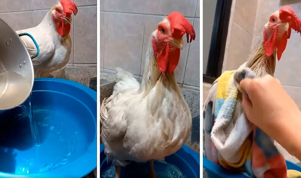 Muchas personas creyeron que la mujer iba a cocinar al ave, pero se llevaron una tremenda sorpresa al conocer la verdad. Foto: captura de YouTube