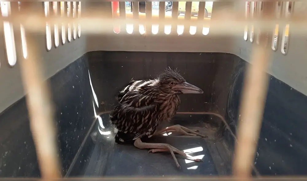 Fueron afectada a fines del mes de febrero. Foto: ATFFS Lambayeque