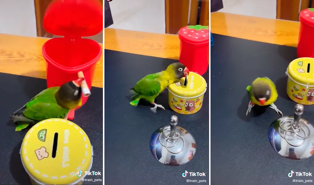 El emplumado animal dejó atónitos a los seguidores de las redes sociales con su sensacional forma de ordenar los objetos. Foto: captura de TikTok