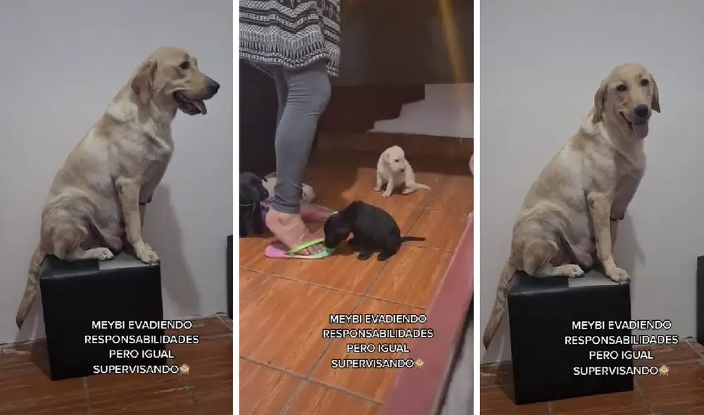 El clip consiguió 150.000 reproducciones en la red social. Foto: captura de TikTok