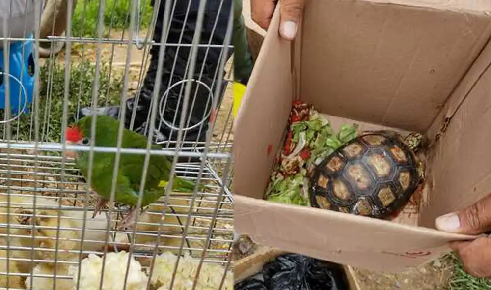 Los comerciantes no contaban con los documentos para tener y comercializar a los especímenes silvestres. Foto: Serfor