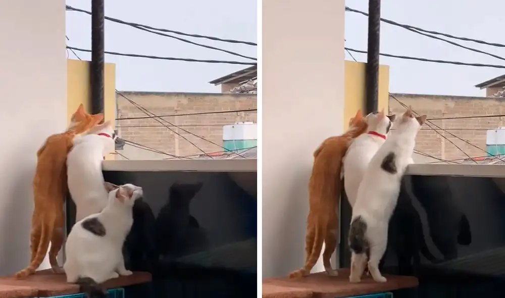 Un joven grabó el preciso momento en que sus mascotas estuvieron atentas a cada persona que pasaba por su vecindario. Foto: captura de YouTube