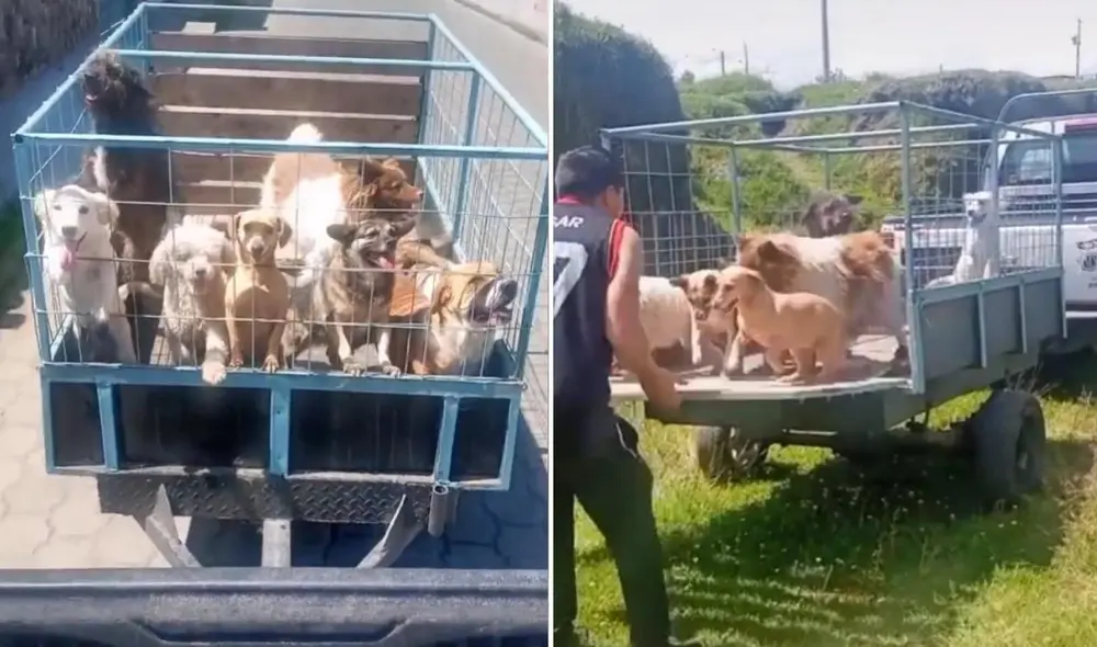 La viral escena, protagonizada por los 8 perritos y su dueño, logró obtener más de 1,4 millones de reproducciones, 188.000 'me gusta' y miles de comentarios en tan poco tiempo. Foto: captura de TikTok