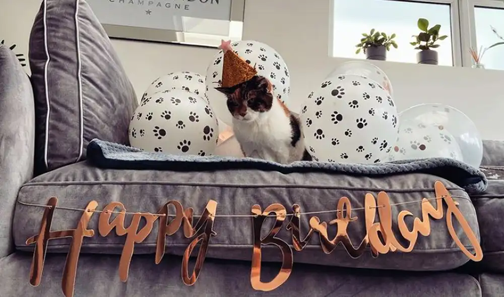 La grabación llegó al millón de reproducciones en la red social. Foto: captura de TikTok La grabación llegó al millón de reproducciones en la red social. Foto: captura de TikTok