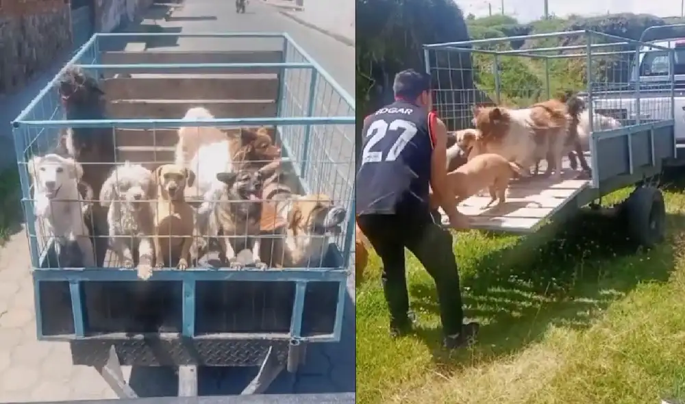 El joven los dejó libres para que se divirtieran en el campo. Foto: captura de TikTok El joven los dejó libres para que se divirtieran en el campo. Foto: captura de TikTok