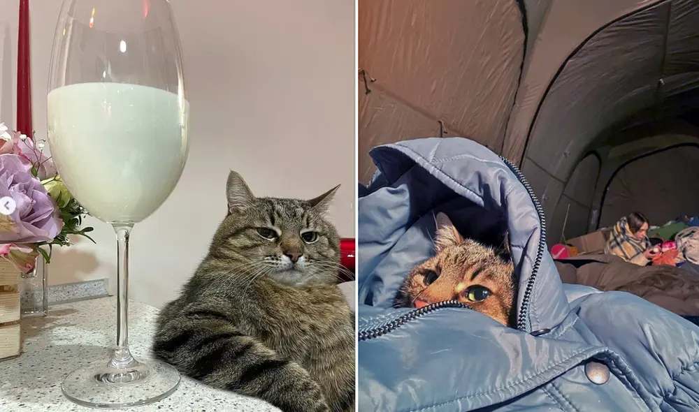 Ahora, Stepán y sus dueños se encuentran en Francia. Foto: captura de Instagram / @loveyoustepan