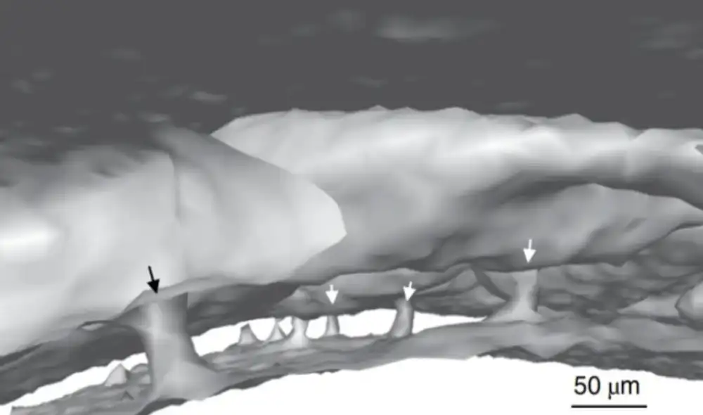 Atajos en el cerebro captados en un tamaño de 50 um (cada um o micrómetro representa la milésima parte de un milímetro). Foto: Herrison et al., Nature Neuroscience, 2018