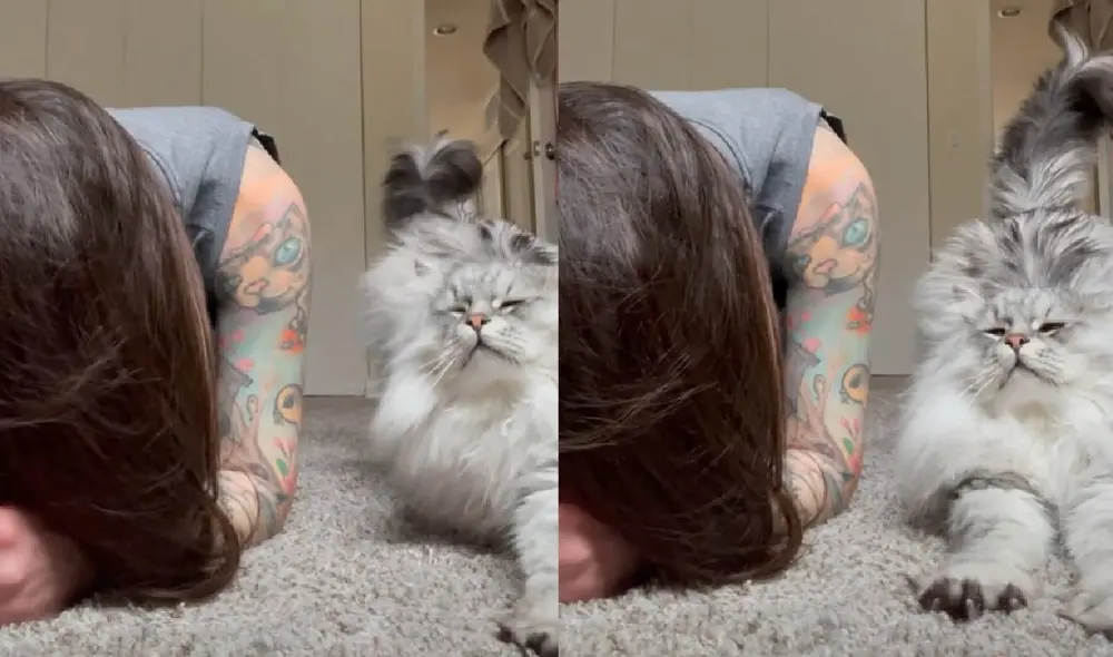 El gatito se acomodó a lado de su cuidadora para compartir sus horas de ejercicios. Foto: captura de TikTok El gatito se acomodó a lado de su cuidadora para compartir sus horas de ejercicios. Foto: captura de TikTok