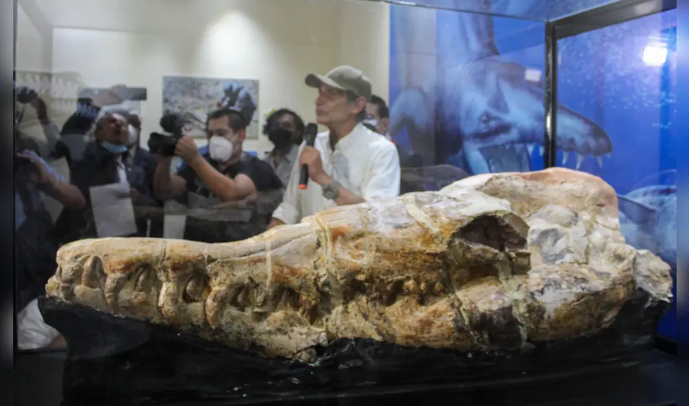 Mario Urbina explicando sobre el fósil de una criatura marina. Foto: Micaela Ríos