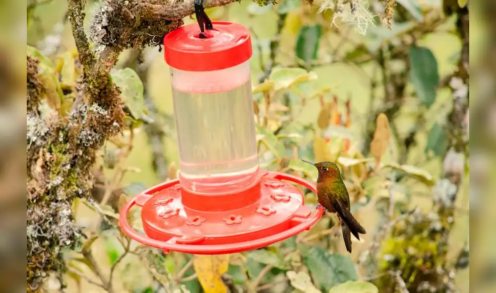 Estas aves atraerán el turismo en Piura. Foto: Elio Nuñez