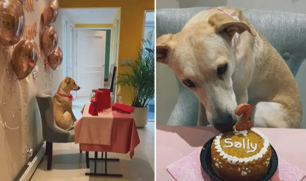 Miles de usuarios quedaron fascinados con esta escena. Foto: captura de TikTok