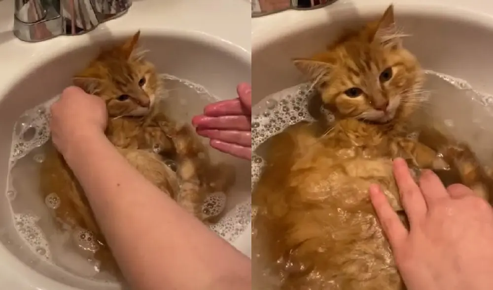 El comportamiento del gato sorprendió a los usuarios ya que no se opuso a ser aseado. Foto: captura de TikTok