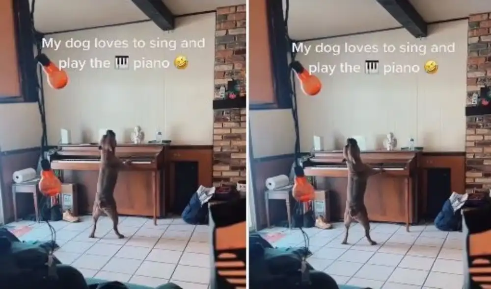 La publicación ha sido compartida con la leyenda: “A mi perro le encanta cantar y tocar el piano”. Foto: captura de TikTok