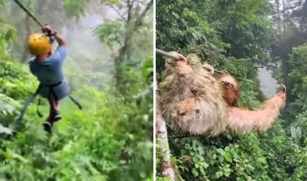 Turistas son interrumpidos por un perezoso mientras realizaban canopy en Costa Rica. Foto: captura de TikTok Turistas son interrumpidos por un perezoso mientras realizaban canopy en Costa Rica. Foto: captura de TikTok