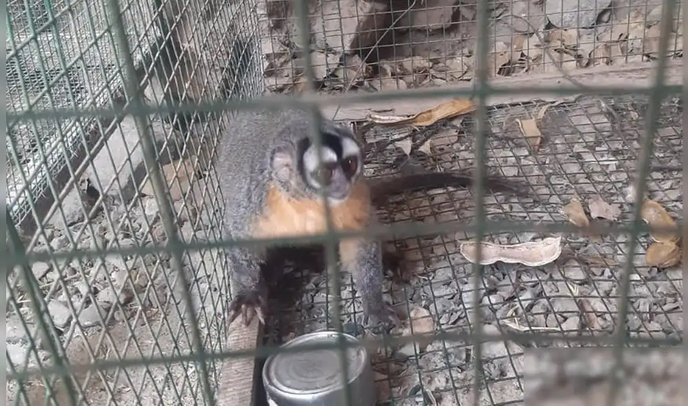 La mona quedó en custodia de Serfor y podría ser devuelta a su hábitat. Foto: Fiscalía La mona quedó en custodia de Serfor y podría ser devuelta a su hábitat. Foto: Fiscalía