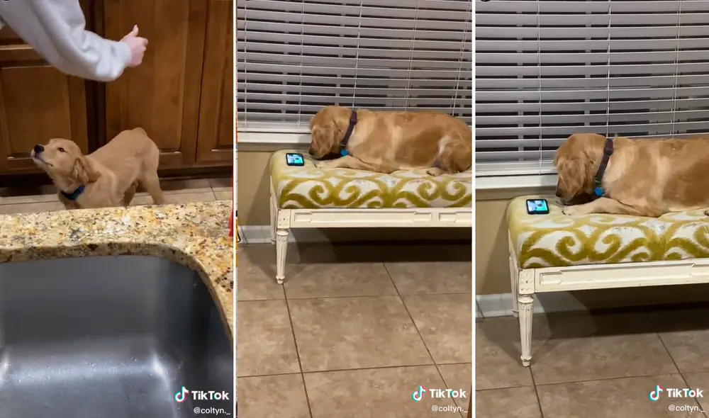 El perro no dejaba de mirar su video, pese a que habían varias personas a su alrededor. Foto: captura de TikTok