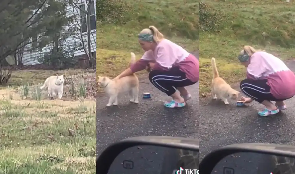 El felino se acercó a su dueña cuando ella le llevó comida. Foto: captura de TikTok