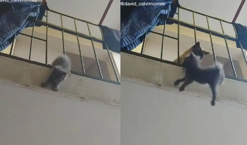 Los mininos protagonizaron la famosa escena de deslealtad de Scar contra Mufasa. Foto: captura de TikTok