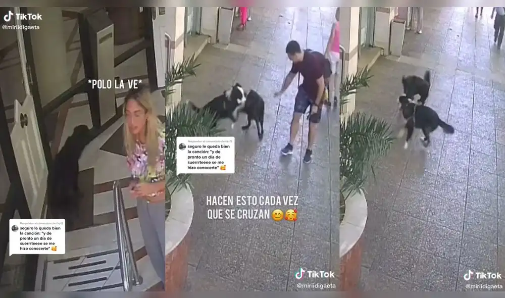 Los perros se mostraron bastante emocionados. Foto: captura de TikTok Los perros se mostraron bastante emocionados. Foto: captura de TikTok