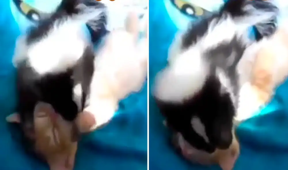 El zorrillo no dejaba de abrazar al gato, situación muy similar a las escenas de Looney Tunes. Foto: captura de TikTok