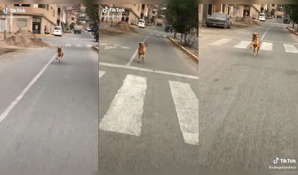 El perrito corrió por conocida avenida. Foto: captura de TikTok