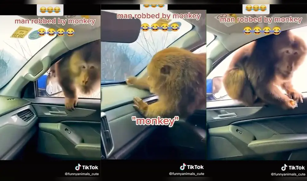 El mono se llevó un caramelo que el joven dejó en su carro. Foto: captura de TikTok