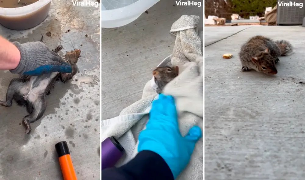 El solidario hombre dio masajes en el pecho de la ardilla y logró que reaccione. Foto: captura de Facebook El solidario hombre dio masajes en el pecho de la ardilla y logró que reaccione. Foto: captura de Facebook
