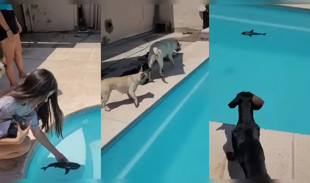 Los perritos se asustaron al ver el tiburón a control remoto. Foto: captura de YouTube