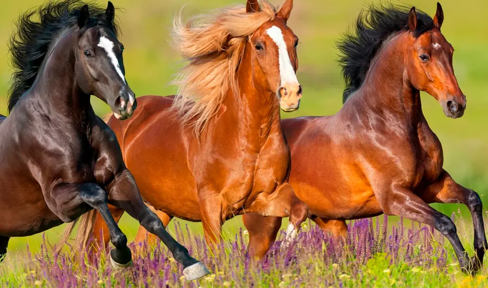 Los caballos representan fuerza y libertad en distintas culturas. Foto: bekiamascotas