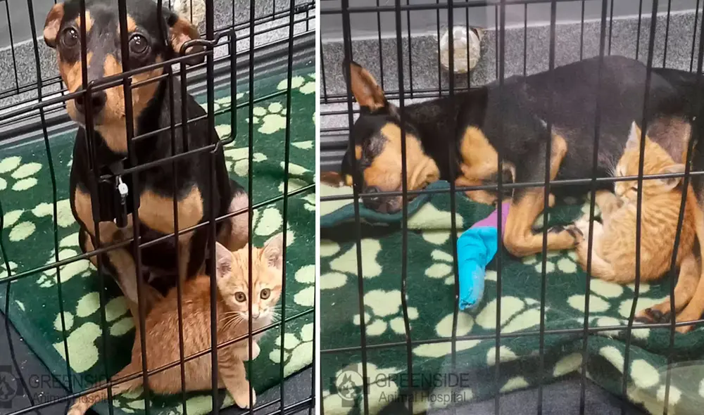 Los encargados del lugar descubrieron que la felina se escapó de su jaula para acompañar a su ‘nueva amiga’ en su primer día dentro del centro de salud. Foto: Greenside Animal Hospital