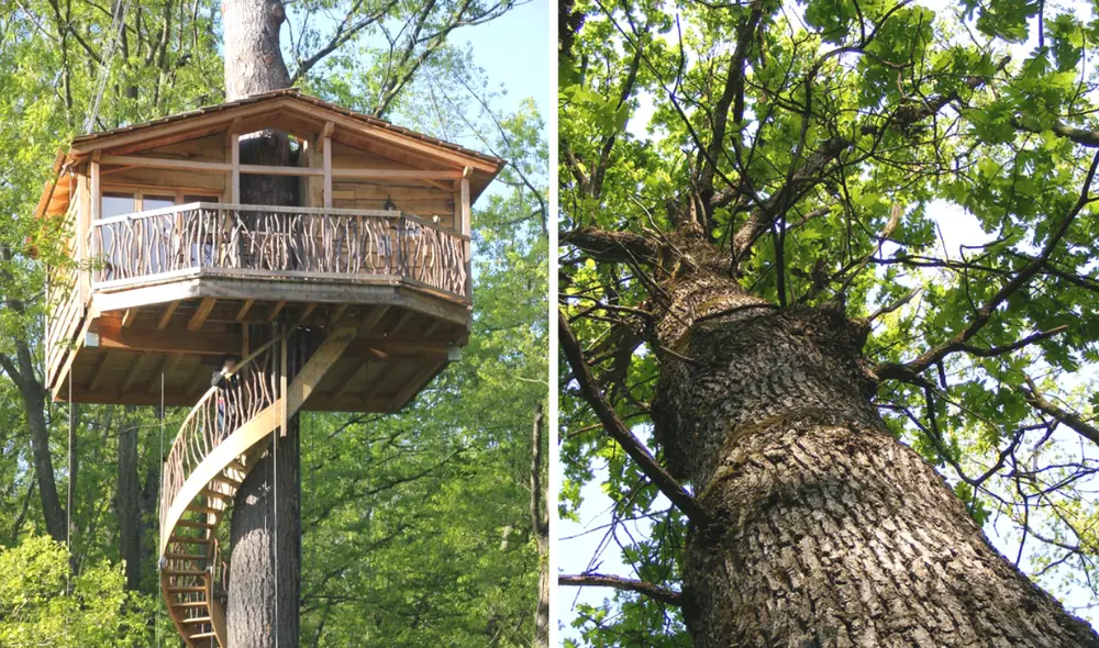 La madera de roble es muy conocida en el mundo por su resistencia para la construcción de mobiliarios o casas rústicas que combinan muy bien en ambientes frondosos. Foto: composición de LR/ BioEnciclopedia/ Yuruartco