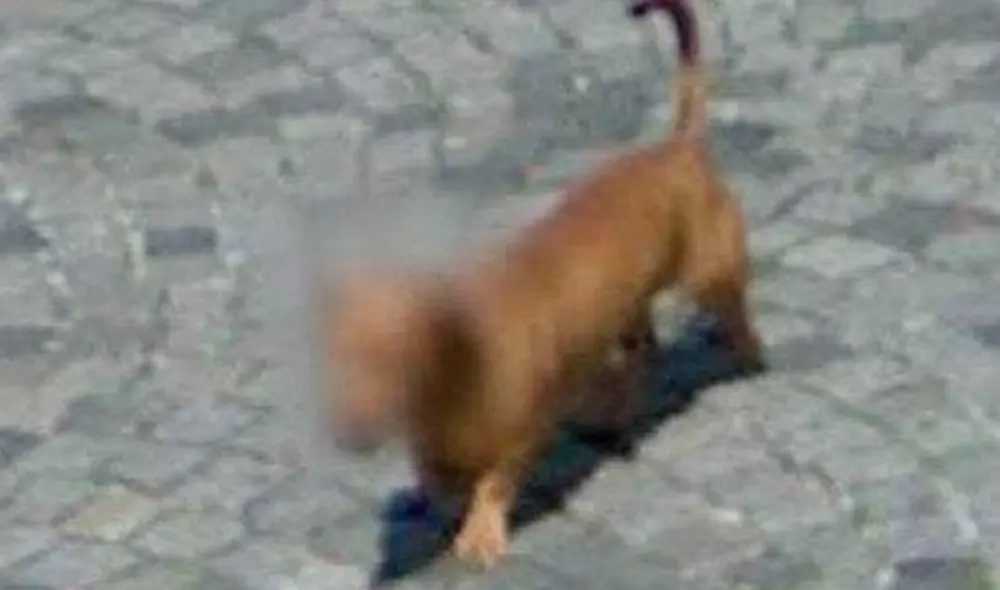 El motivo por el que Google está difuminando los rostros de los animales te podría sorprender. Foto: Xataka