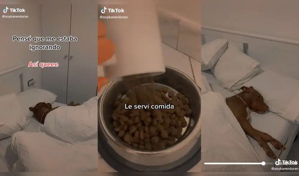 La mujer sirvió la comida a su perro mientras él ni se inmutaba. Foto: captura de TikTok