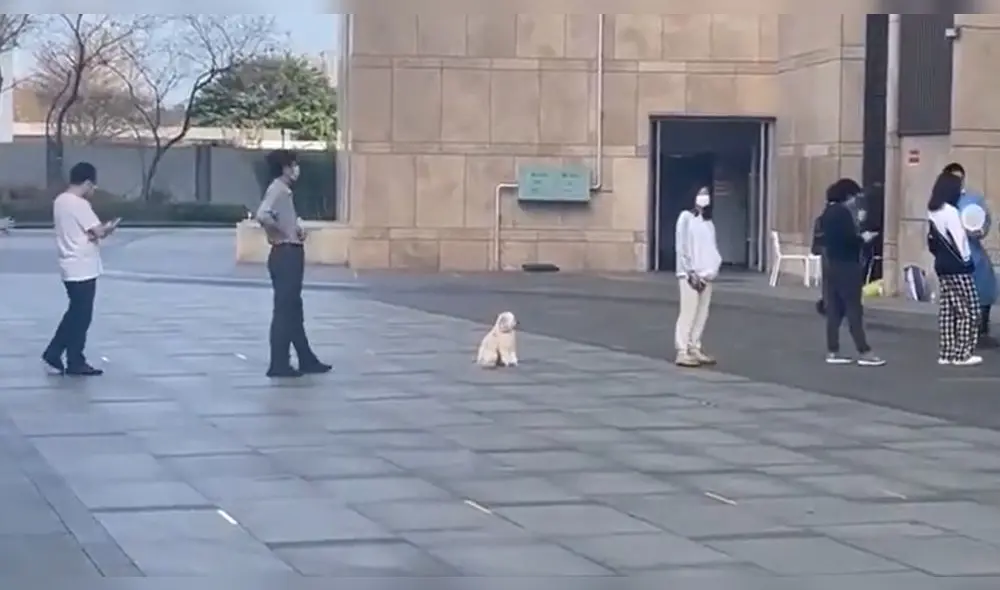 El cachorro estaba haciendo la cola en reemplazo de su dueño. Foto: captura de Twitter