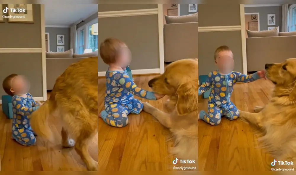 El niño quería jugar con su mascota. Foto: captura de TikTok